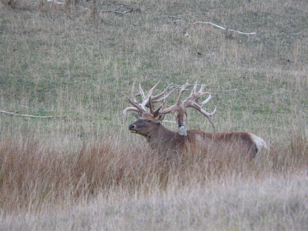 Spyder Bull Hybrid New Zealand